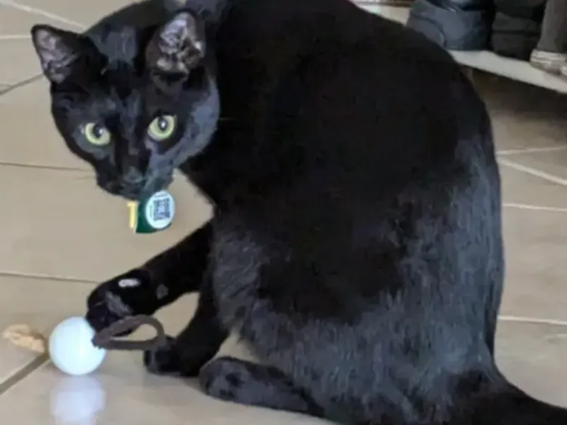 发圈猫咪球玩具