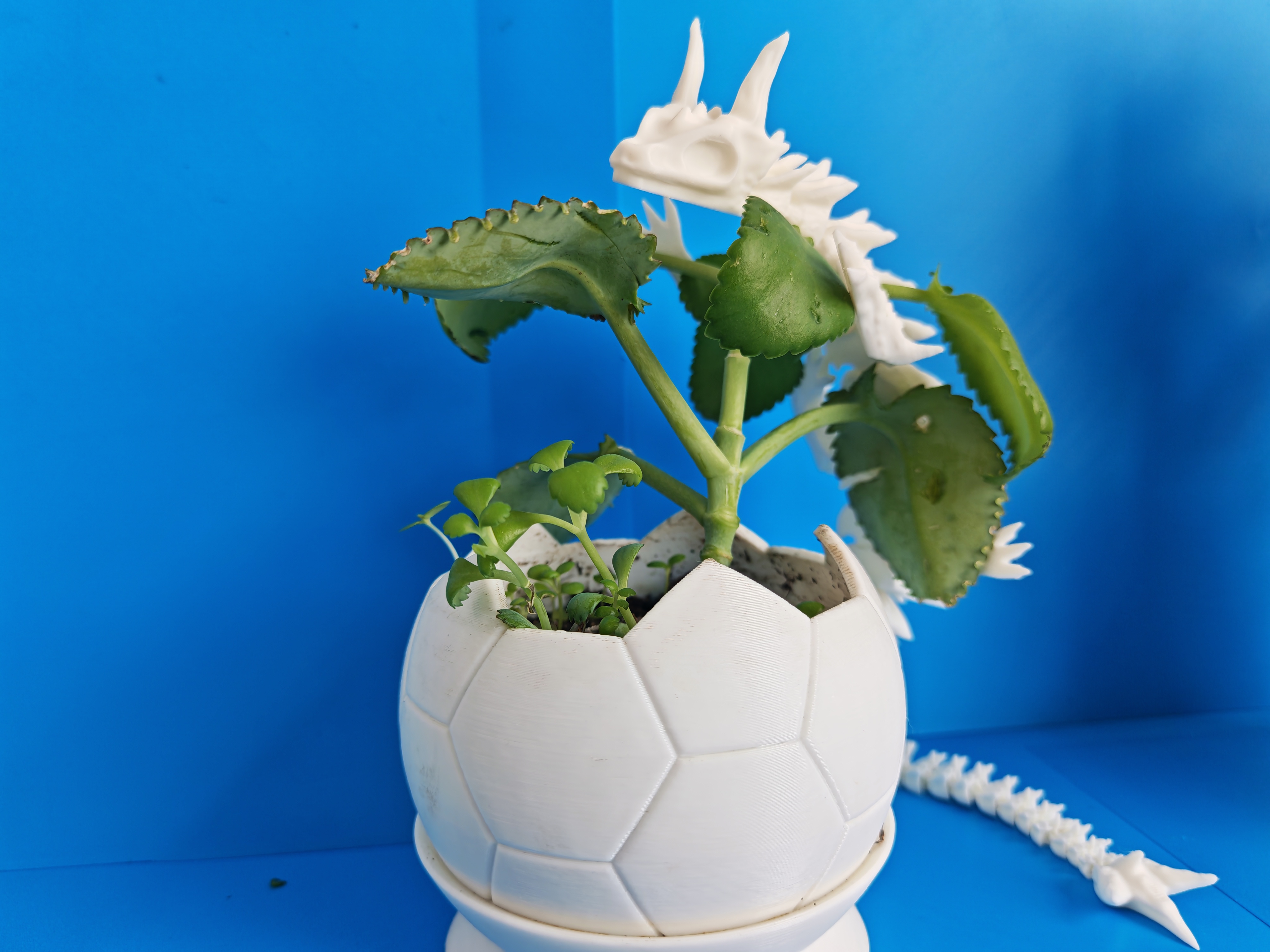 Home print settings: 尼德霍格 - 分节龙