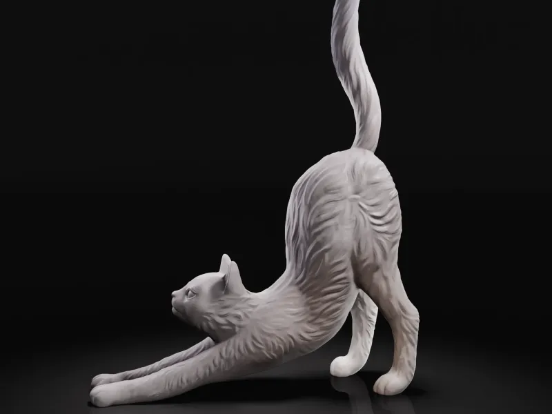 伸展的猫