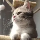 林克