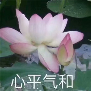 avatar of 小荷