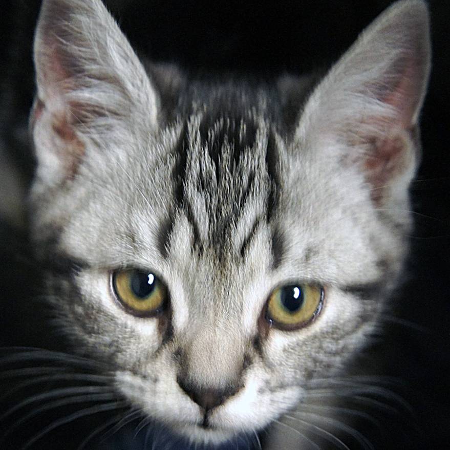 avatar of Victorlynn