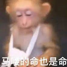avatar of 猪头