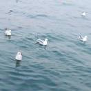 avatar of 海上生岩浆