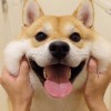 avatar of 平头哥