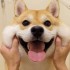 avatar of 平头哥
