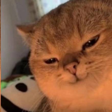 avatar of 风吹屁屁凉1