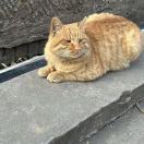 avatar of 潦草猫