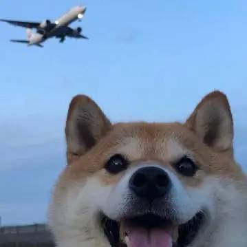 avatar of 大帅比LJH