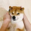 大家好