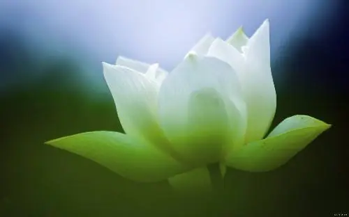 创世组（祖）