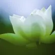 创世组（祖）