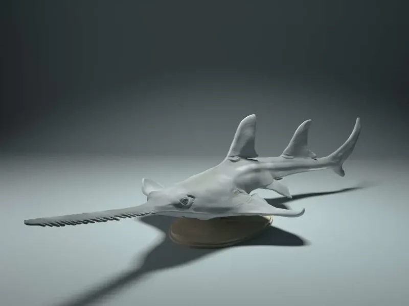 海洋生物系列-锯鲨
