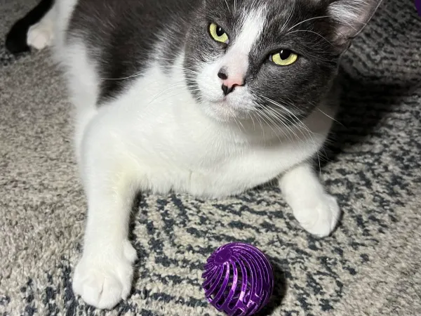 猫玩具