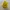 cute chick character clicker