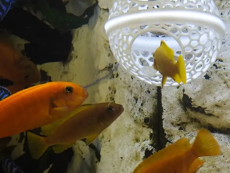 Floating fish cave