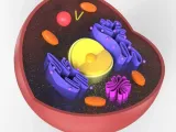 细胞核（动物）-0