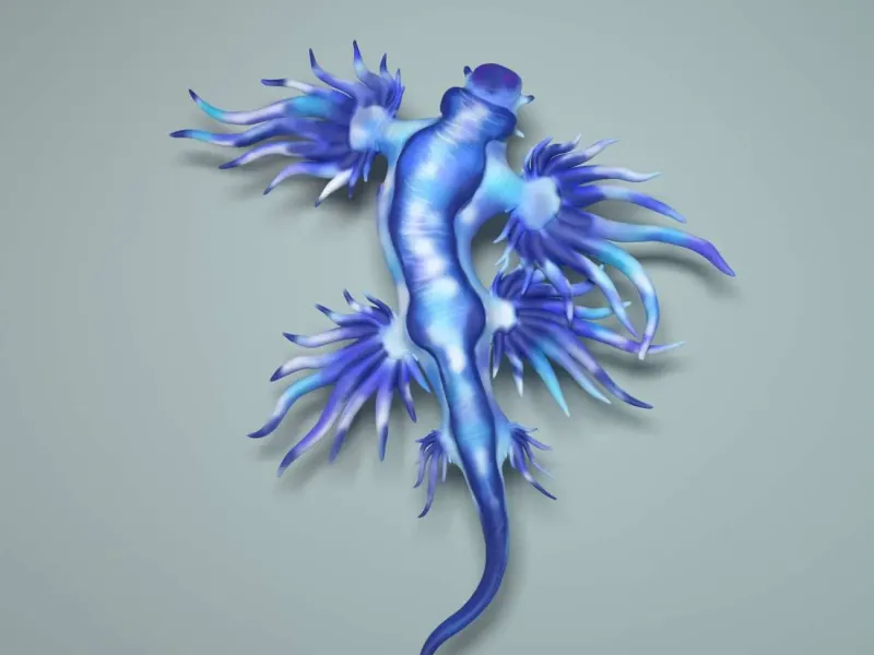 海洋生物系列-海神蛞蝓