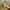 Salt & Seed Spreader