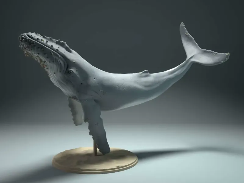 海洋生物系列-鲸鱼