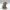 Bichon Frisé Figure