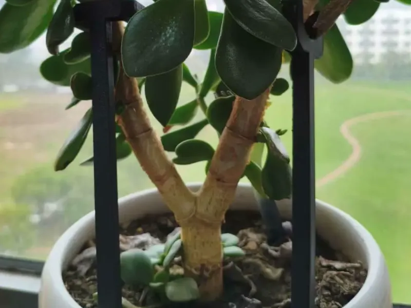 花撑 植物支撑架