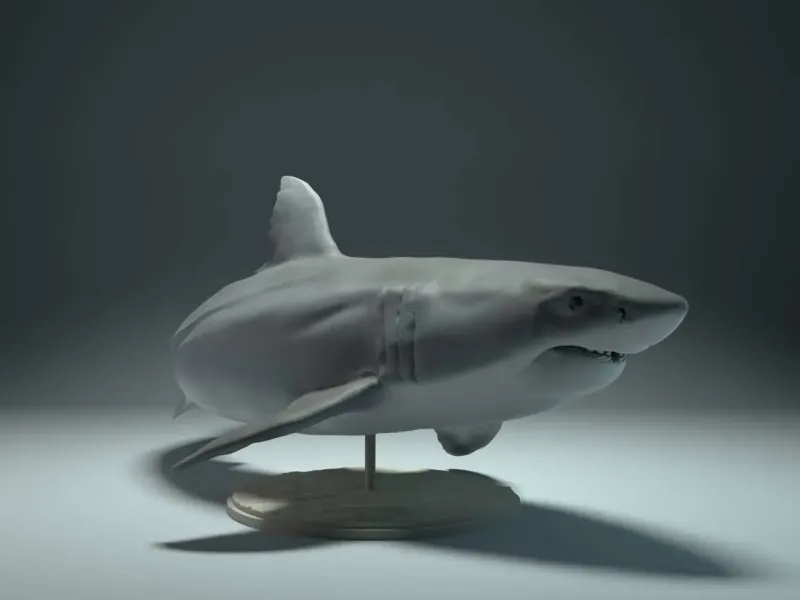 海洋生物系列-鲨鱼