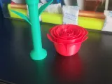 玫瑰花-2