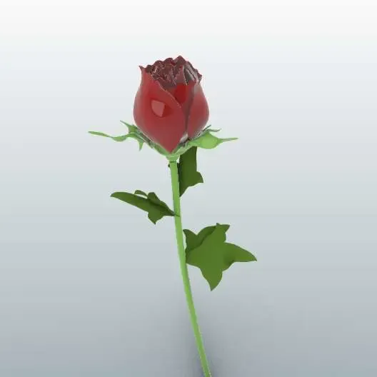 Rose玫瑰🌹