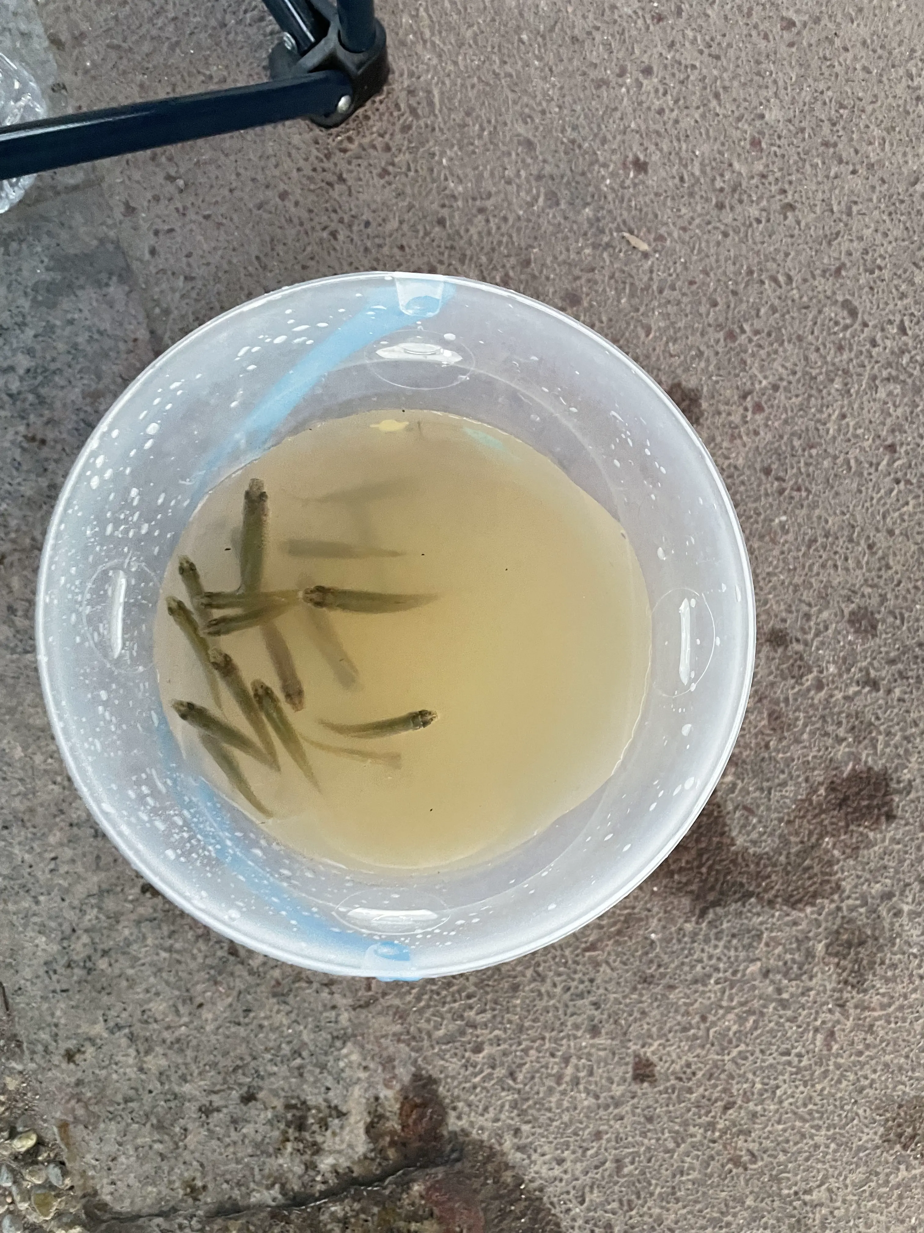 虾笼，捉虾捉鱼神器