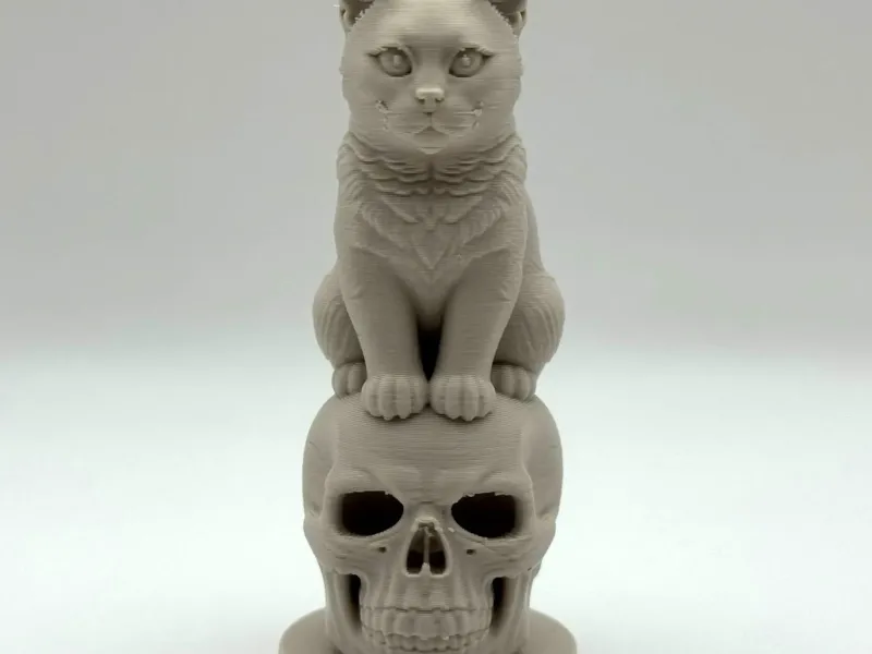 Kitten on Skull
