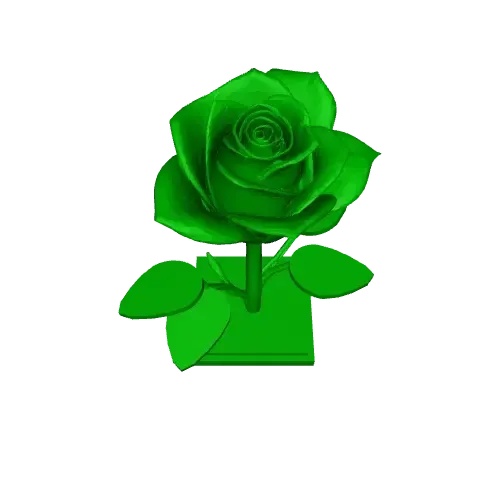 Multicolour Rose / Single Colour Rose