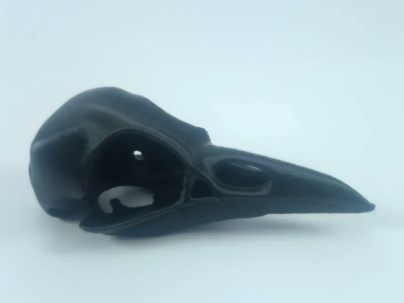 Crow skull