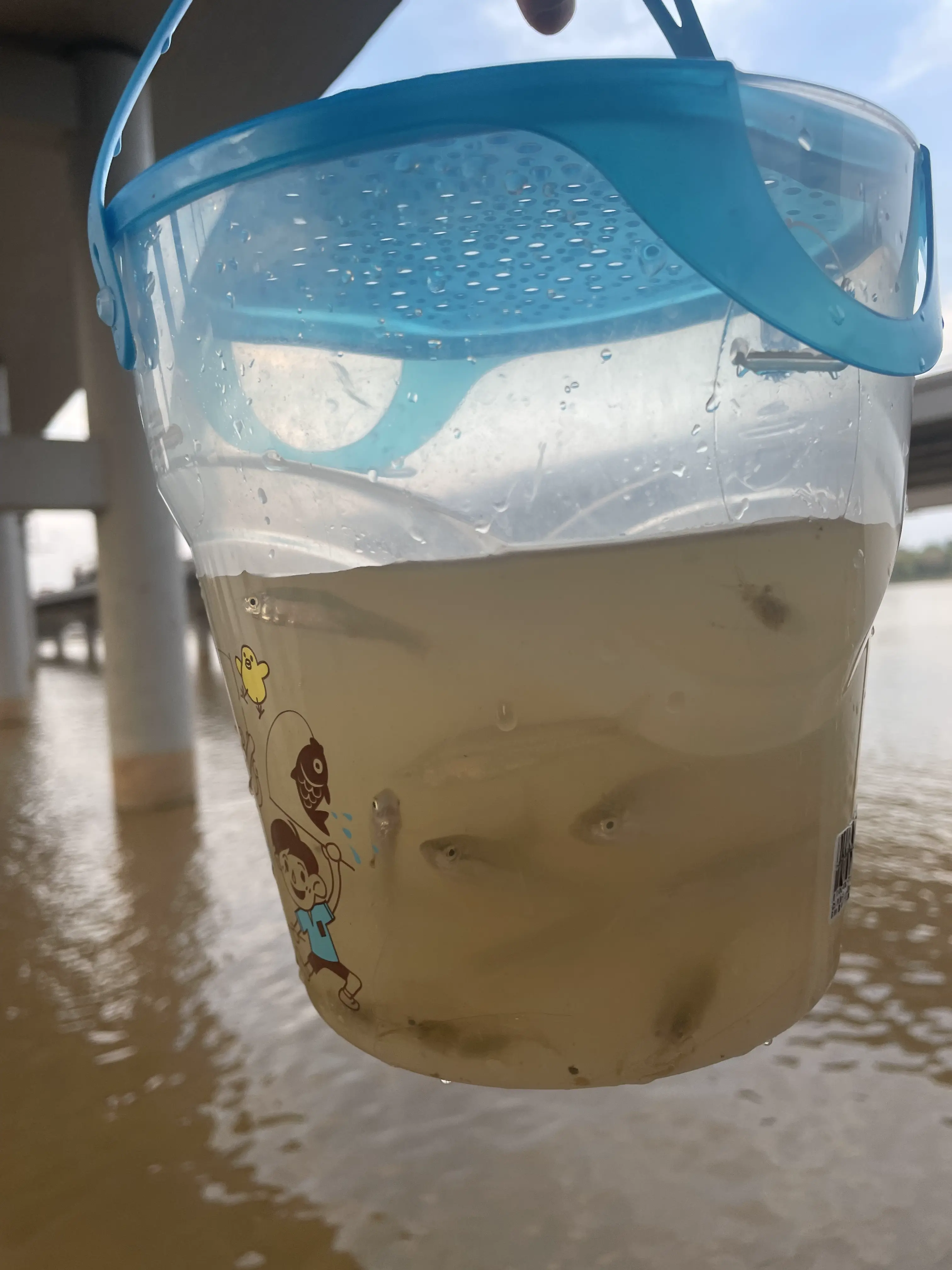 虾笼，捉虾捉鱼神器