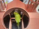 3D打印豪华教堂鸟笼：为爱宠打造专属天堂-7