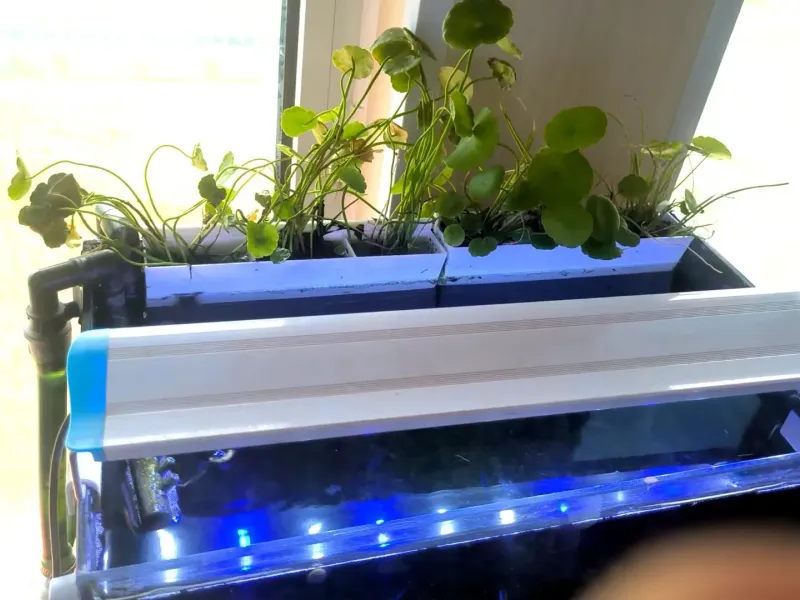 鱼缸用的绿植槽