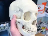 头骨-0