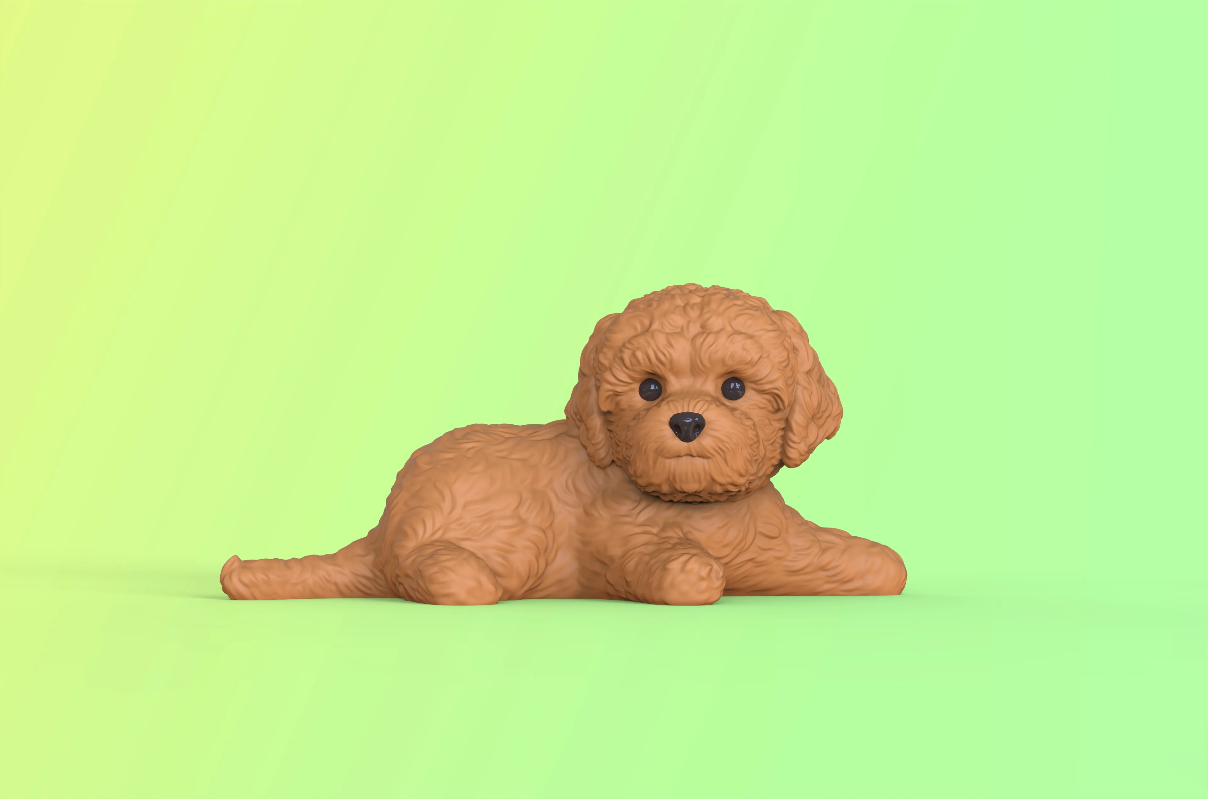 泰迪