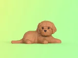 泰迪-0