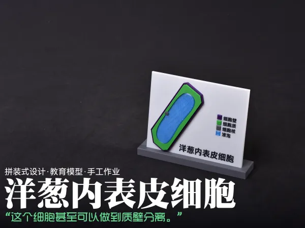 磁吸式洋葱内表皮细胞结构模型