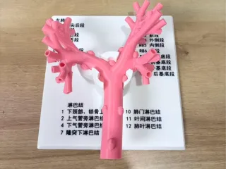 支气管镜模拟教学模型