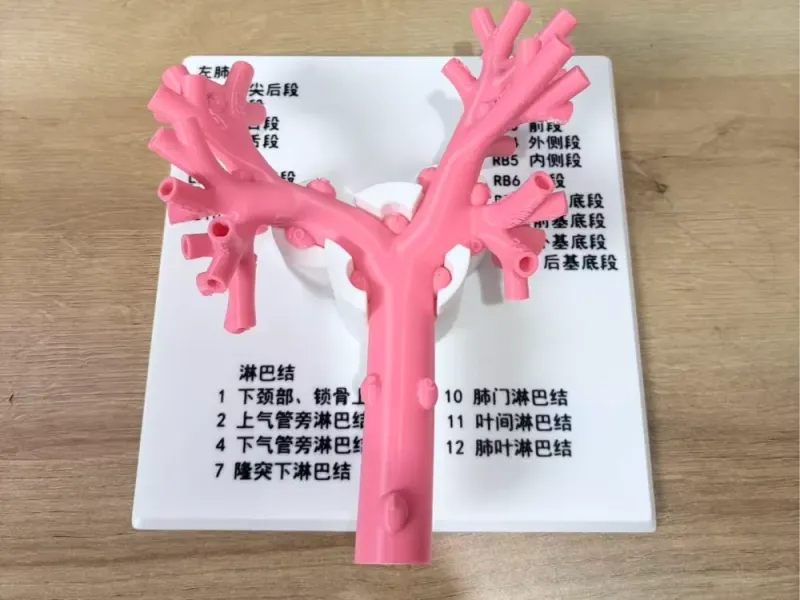支气管镜模拟教学模型