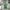 The Green Pepper