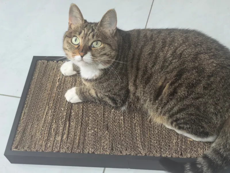 猫抓板框架