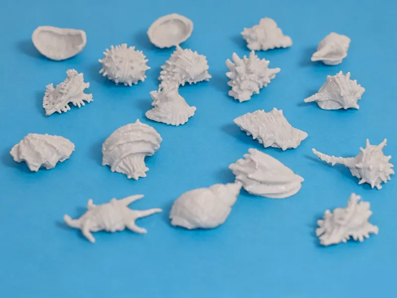 一组贝壳、海螺、海胆等海洋生物t