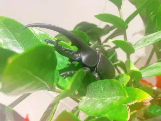 长戟大兜虫