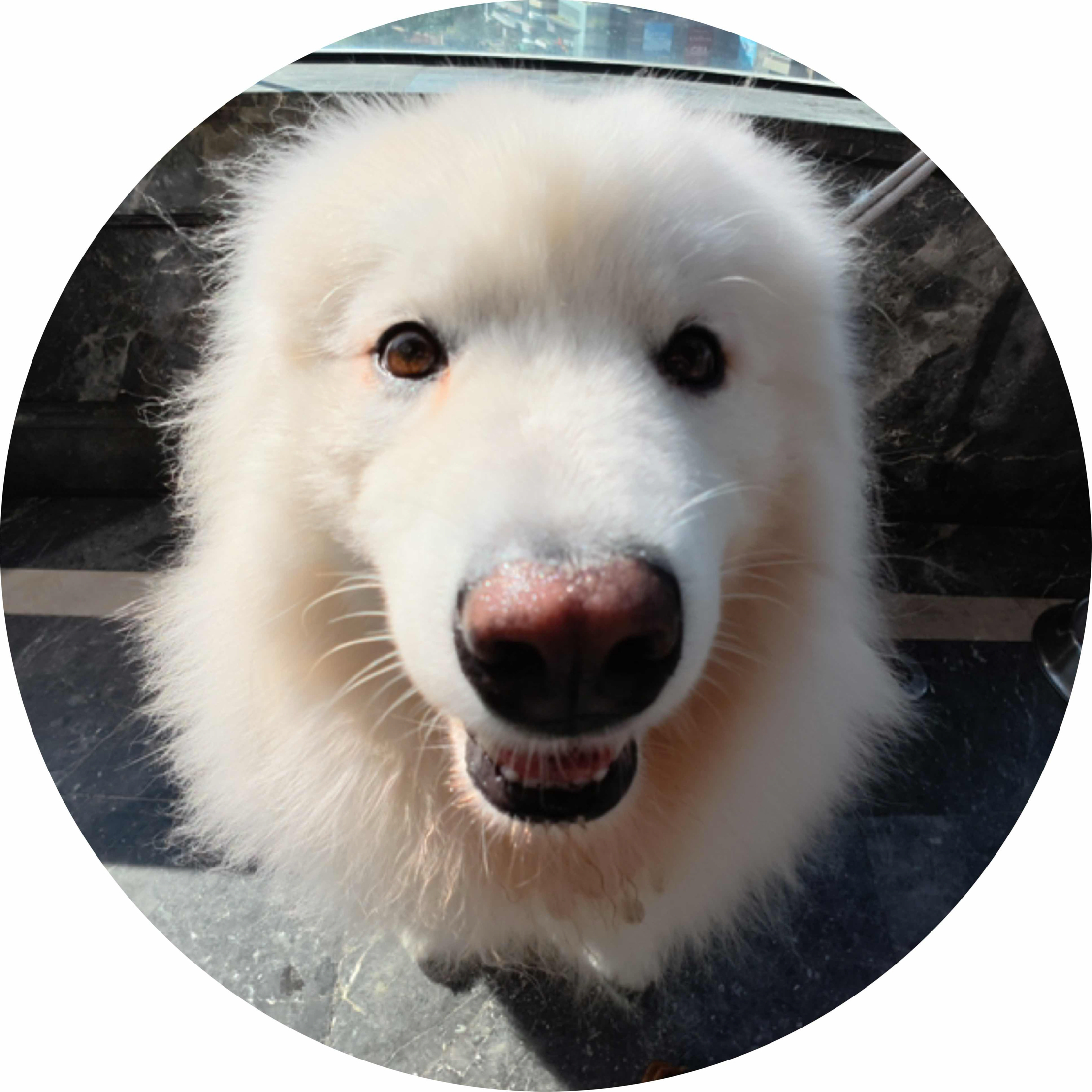 avatar of 有只狗狗叫小白