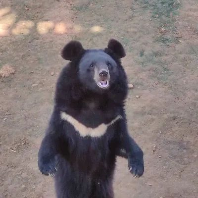 小陈不是橙