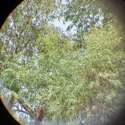 avatar of 茂密的树叶