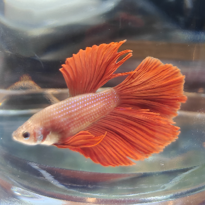 avatar of 江上寒.